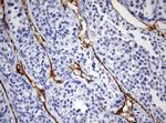 PECAM1 Antibody in Immunohistochemistry (Paraffin) (IHC (P))
