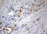 PECAM1 Antibody in Immunohistochemistry (Paraffin) (IHC (P))