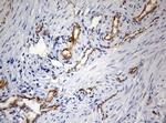 PECAM1 Antibody in Immunohistochemistry (Paraffin) (IHC (P))