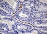 PECAM1 Antibody in Immunohistochemistry (Paraffin) (IHC (P))