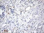 PECAM1 Antibody in Immunohistochemistry (Paraffin) (IHC (P))