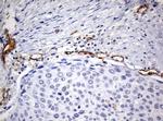 PECAM1 Antibody in Immunohistochemistry (Paraffin) (IHC (P))