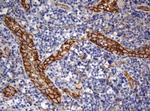 PECAM1 Antibody in Immunohistochemistry (Paraffin) (IHC (P))