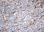 PECAM1 Antibody in Immunohistochemistry (Paraffin) (IHC (P))