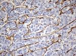PECAM1 Antibody in Immunohistochemistry (Paraffin) (IHC (P))
