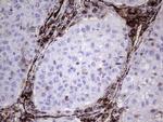 PECAM1 Antibody in Immunohistochemistry (Paraffin) (IHC (P))