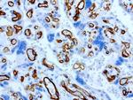 PECAM1 Antibody in Immunohistochemistry (Paraffin) (IHC (P))