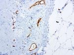 PECAM1 Antibody in Immunohistochemistry (Paraffin) (IHC (P))
