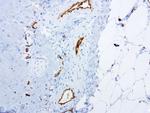 PECAM1 Antibody in Immunohistochemistry (Paraffin) (IHC (P))