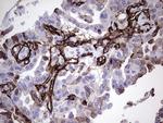PECAM1 Antibody in Immunohistochemistry (Paraffin) (IHC (P))