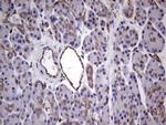 PECAM1 Antibody in Immunohistochemistry (Paraffin) (IHC (P))