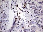 PECAM1 Antibody in Immunohistochemistry (Paraffin) (IHC (P))