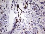 PECAM1 Antibody in Immunohistochemistry (Paraffin) (IHC (P))
