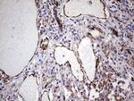 PECAM1 Antibody in Immunohistochemistry (Paraffin) (IHC (P))