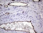 PECAM1 Antibody in Immunohistochemistry (Paraffin) (IHC (P))
