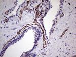 PECAM1 Antibody in Immunohistochemistry (Paraffin) (IHC (P))