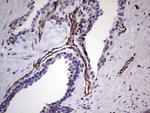 PECAM1 Antibody in Immunohistochemistry (Paraffin) (IHC (P))