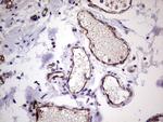 PECAM1 Antibody in Immunohistochemistry (Paraffin) (IHC (P))