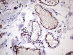 PECAM1 Antibody in Immunohistochemistry (Paraffin) (IHC (P))