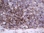 PECAM1 Antibody in Immunohistochemistry (Paraffin) (IHC (P))