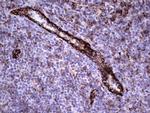 PECAM1 Antibody in Immunohistochemistry (Paraffin) (IHC (P))
