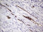 PECAM1 Antibody in Immunohistochemistry (Paraffin) (IHC (P))