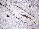 PECAM1 Antibody in Immunohistochemistry (Paraffin) (IHC (P))