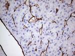 PECAM1 Antibody in Immunohistochemistry (Paraffin) (IHC (P))