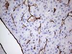 PECAM1 Antibody in Immunohistochemistry (Paraffin) (IHC (P))