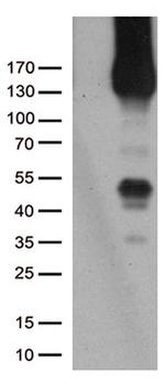 PECAM1 Antibody in Western Blot (WB)