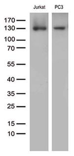 PECAM1 Antibody in Western Blot (WB)