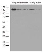 PECAM1 Antibody in Western Blot (WB)