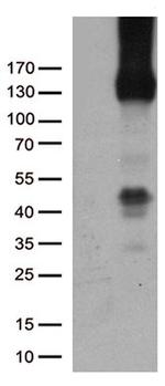 PECAM1 Antibody in Western Blot (WB)