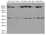 PECAM1 Antibody in Western Blot (WB)