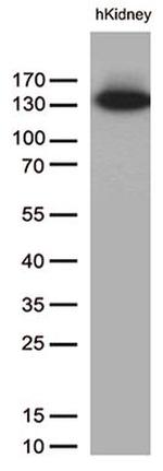 PECAM1 Antibody in Western Blot (WB)