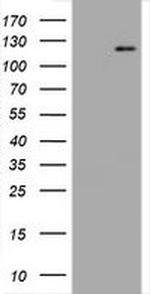 PECAM1 Antibody in Western Blot (WB)