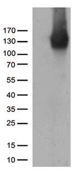 PECAM1 Antibody in Western Blot (WB)