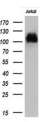 PECAM1 Antibody in Western Blot (WB)
