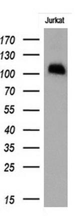PECAM1 Antibody in Western Blot (WB)