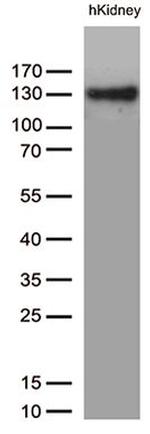 PECAM1 Antibody in Western Blot (WB)