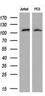 PECAM1 Antibody in Western Blot (WB)