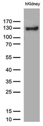 PECAM1 Antibody in Western Blot (WB)