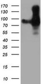 PECAM1 Antibody in Western Blot (WB)