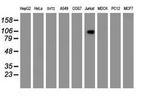 PECAM1 Antibody in Western Blot (WB)
