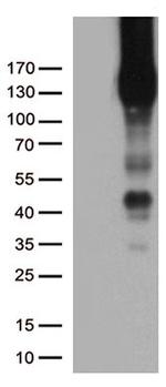 PECAM1 Antibody in Western Blot (WB)