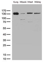 PECAM1 Antibody in Western Blot (WB)