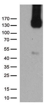 PECAM1 Antibody in Western Blot (WB)