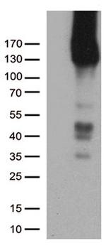 PECAM1 Antibody in Western Blot (WB)