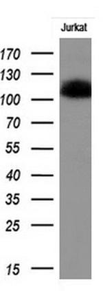 PECAM1 Antibody in Western Blot (WB)