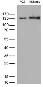 PECAM1 Antibody in Western Blot (WB)